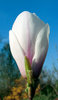 Magnolia