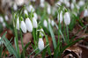 Snowdrops