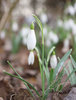 Snowdrops