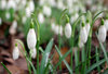 Snowdrops