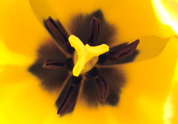 Tulips: Tulips