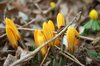 Crocus