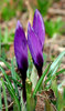 Crocus