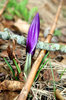 Crocus