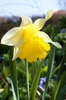 Daffodil
