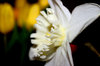 Daffodil