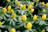 Eranthis
