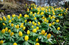 Eranthis