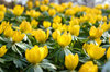 Eranthis