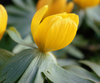 Eranthis