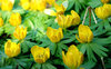 Eranthis