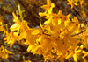 Forsythia