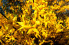 Forsythia