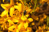 Forsythia