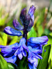 Hyacinth
