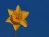 Daffodil and blue sky