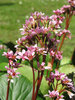 bergenia