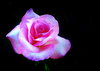 Pink Rose