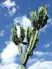 reaching for the sky