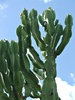reaching for the sky