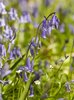 Bluebells 2