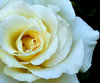 gold centred white rose