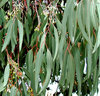gumnut green