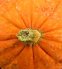 mini-pumpkins
