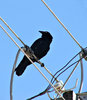 livewire crow