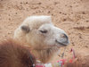 camel