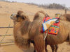camel