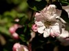 Apple flower