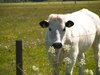 Summer Cows