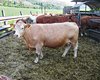 cows 2