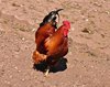 cock