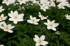 Anemone