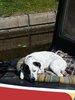 Dog Tired