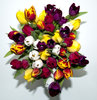 Colourful tulips