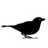 silhouette sparrow