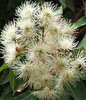 white gum tree blossoms