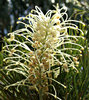 white grevillea