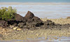rocky shore