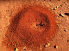 red entrance -  bull ants nest