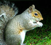 squirel