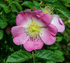 rosehip