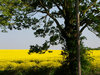 field of gold