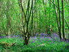 bluebell woods