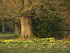 old oak tree