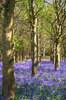 Bluebell woods