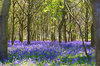 Bluebell woods